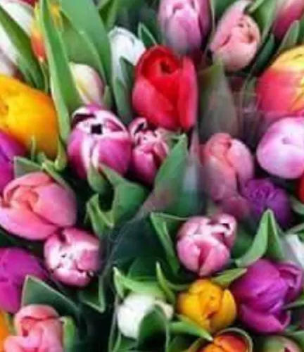 Διαμέρισμα 't Zomerhuis *