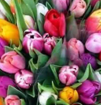 Апартаменты 't Zomerhuis *